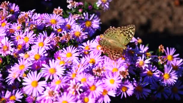 Borboleta em flores — Vídeo de Stock