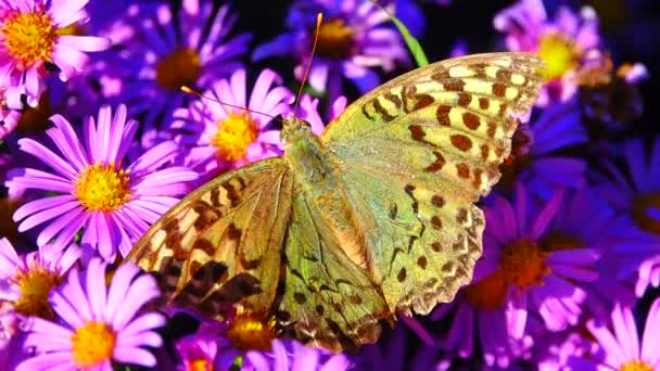 Бабочка на цветах — стоковое видео