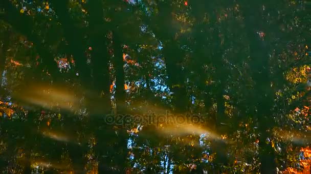 Reflection of the autumn wood and water — Stock Video