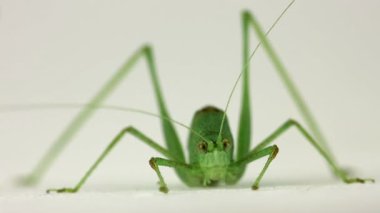 beyaz izole çekirge 