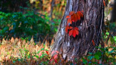 Yaban üzüm yaprakları 