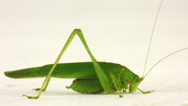 Sauterelle isolée sur un blanc — Video