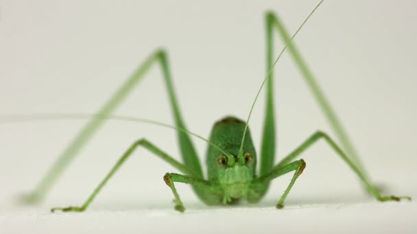 Grasshopper isolated on a white — Stock Video