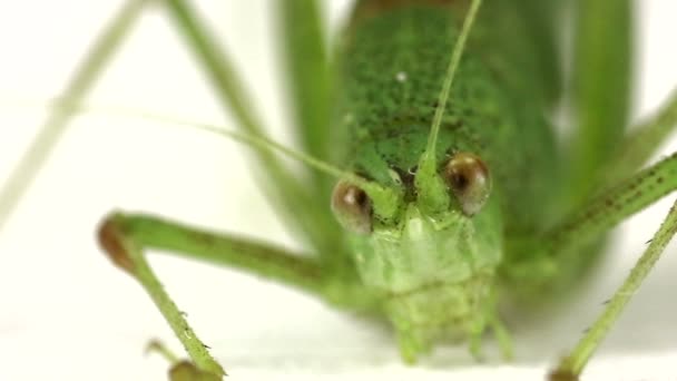 Grasshopper isolated on a white — Stock Video