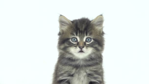 Kitten which looks around isolated on a white background — Stock Video