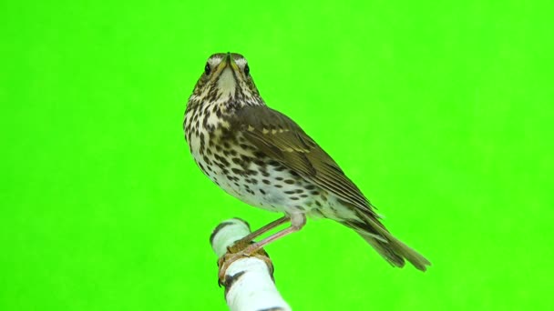 Grive chantée (Turdus philomelos) isolée sur fond vert 