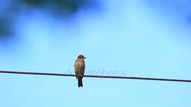 Ardıç kuşu (Turdus philomelos)