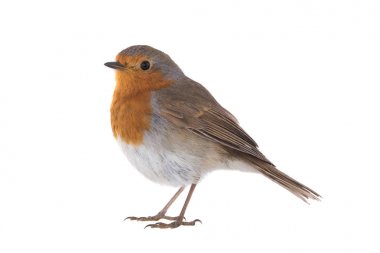 Avrupa bülbülü (Erithacus rubecula)