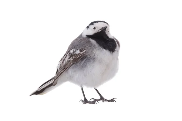 Witte kwikstaart (Motacilla alba)) — Stockfoto