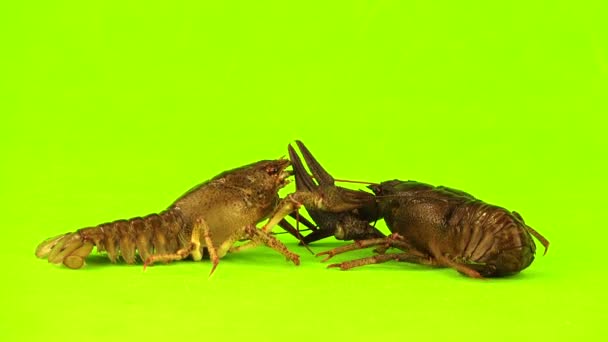 Dos cangrejos en pantalla verde — Vídeo de stock