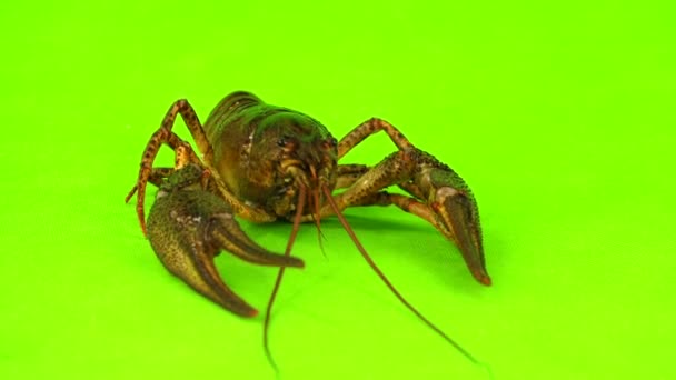 Crawfish  on  green screen — Stock Video