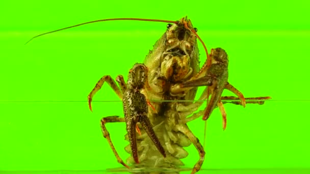 Crawfish on green screen — Stock Video