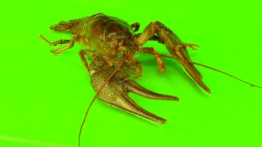 yeşil ekranda kerevit