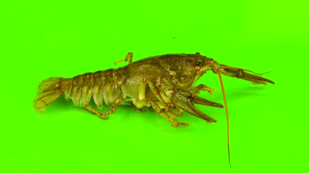 小龙虾在绿色屏幕 — 图库视频影像