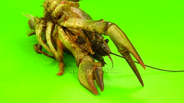 Crawfish on green screen — Stock Video