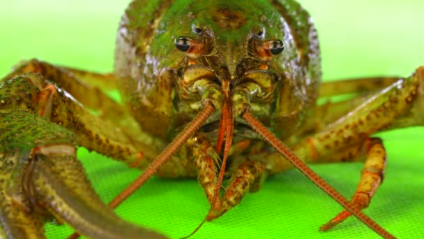 Langoesten op groen scherm — Stockvideo