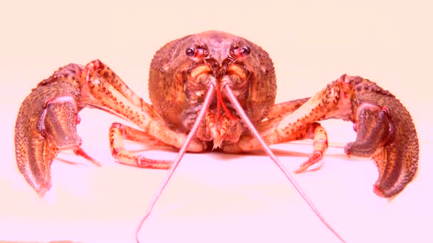 Crawfish  on white screen — Stock Video