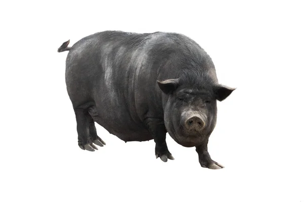Un cerdo vietnamita — Foto de Stock