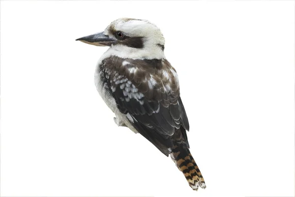 Kookaburra πάνω σε άσπρο — Φωτογραφία Αρχείου