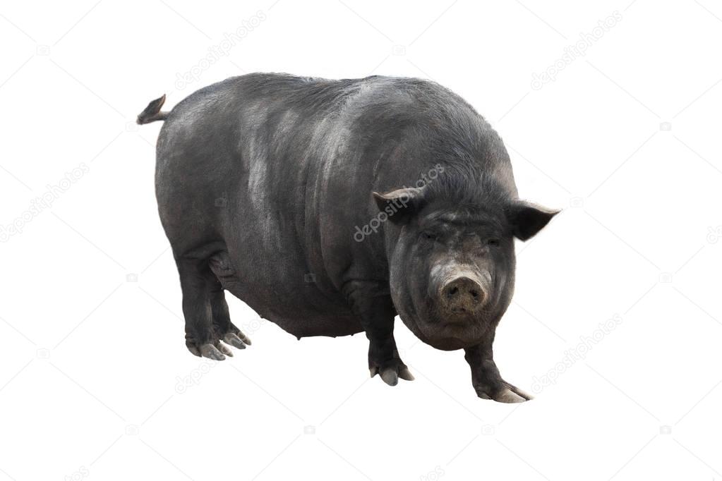 a Vietnamese pig