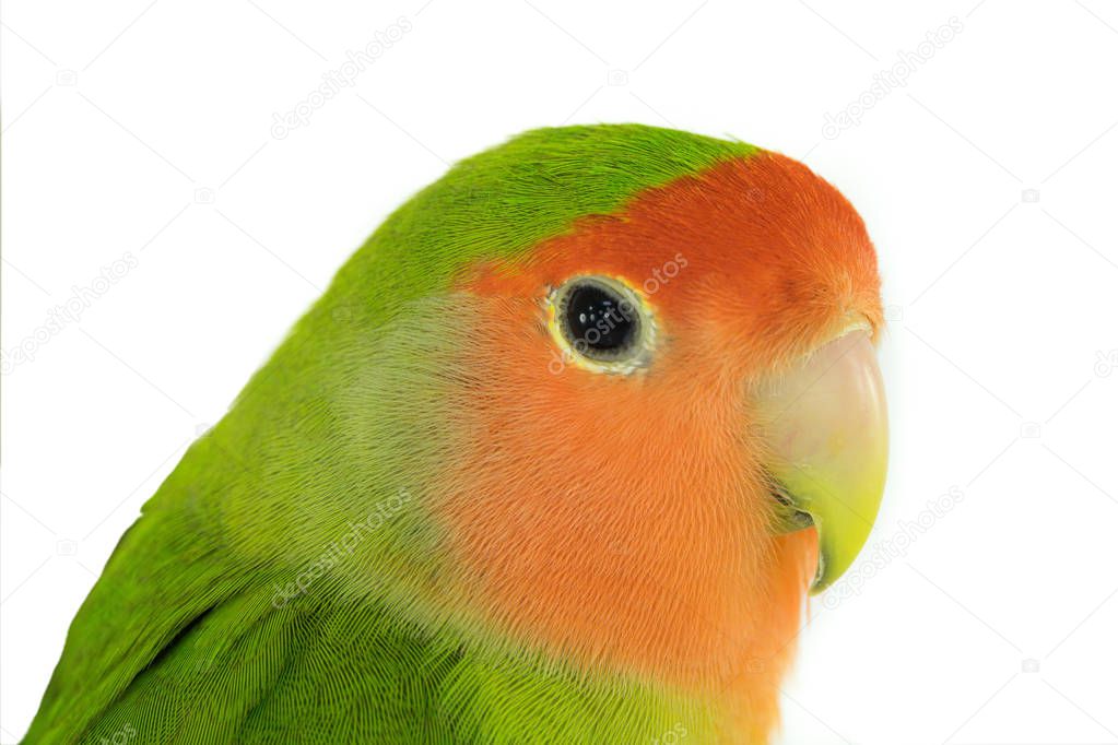 portrait lovebird 