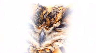 ahşap ağaç dalları üzerinde kışın baykuş