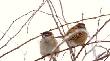 ahşap ağaç dalları üzerinde kışın serçe