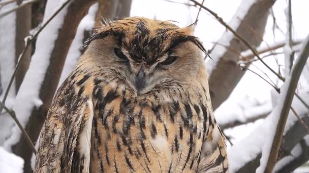 Chouette Dans Bois Hiver Sur Les Branches Des Arbres — Video