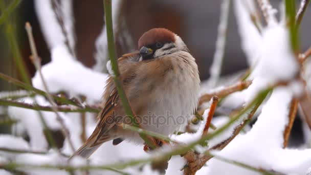 Moineau Dans Bois Hiver Sur Les Branches Des Arbres — Video