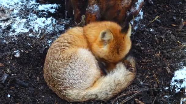 Zorro Bosque Invierno Bajo Árbol — Vídeo de stock