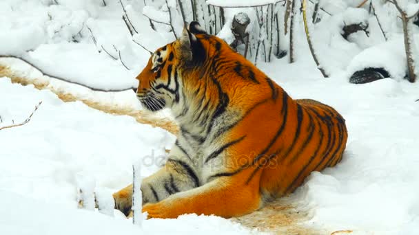 Τίγρης Amur Στο Δάσος Χειμώνα — Αρχείο Βίντεο