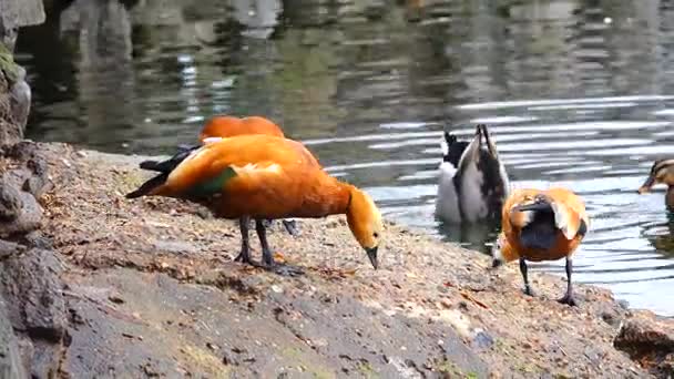 Patos Selvagens Margem Lago — Vídeo de Stock