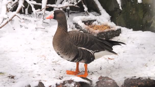 Ganso Gris Nieve Invierno — Vídeos de Stock