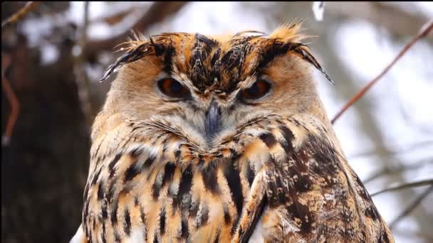 Chouette Dans Bois Hiver Sur Les Branches Des Arbres — Video