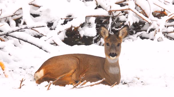Deer Snow Winter Woods — Stock Video