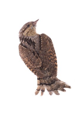 Bayağı boyunburan (Jynx torquilla)