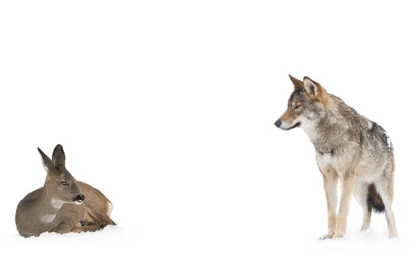 Šedý vlk a jelen — Stock fotografie