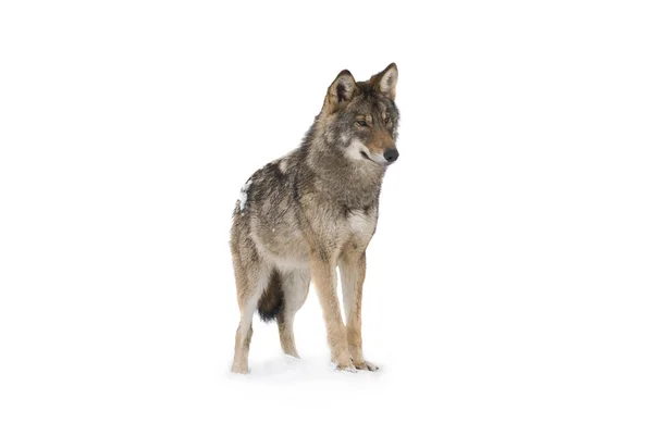 Γκρίζος λύκος — Φωτογραφία Αρχείου