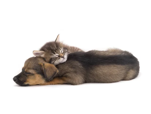Sueño gatito y cachorro — Foto de Stock