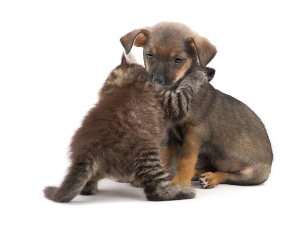 Gatito y cachorro — Foto de Stock