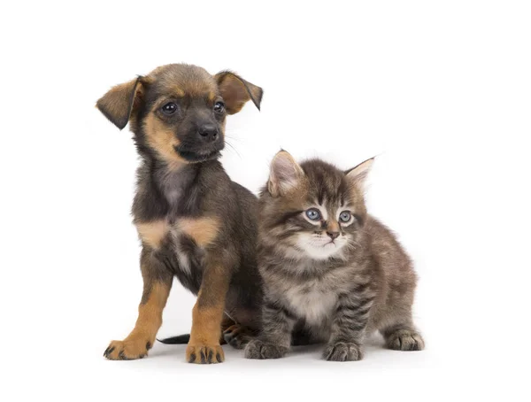 Gatito y cachorro — Foto de Stock