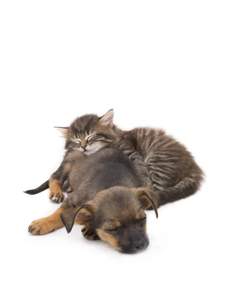 Tidur anak kucing dan anak anjing — Stok Foto