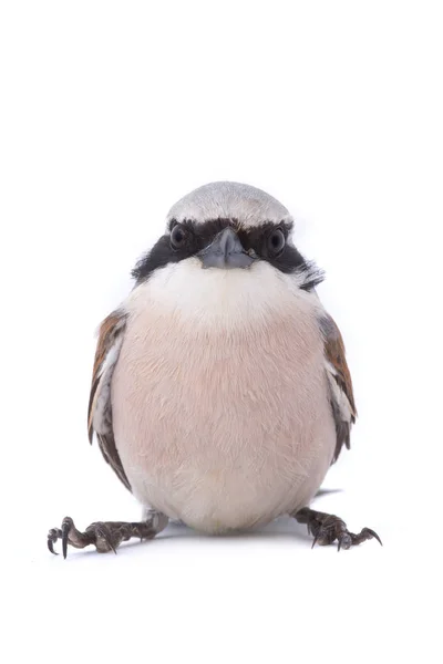 Kızıl sırtlı örümcek kuşu (lanius collurio) — Stok fotoğraf