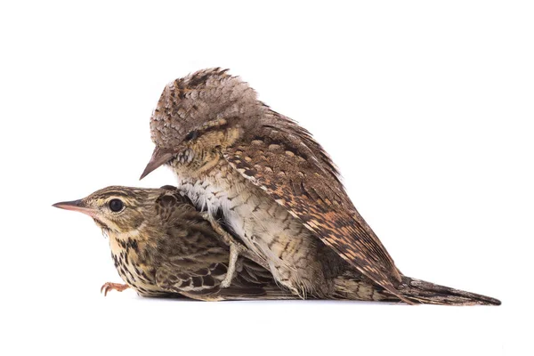 Träd piplärka (Anthus trivialis) och Göktyta (Jynx torquil — Stockfoto