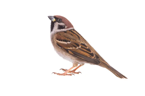 Sparrow — Stock fotografie