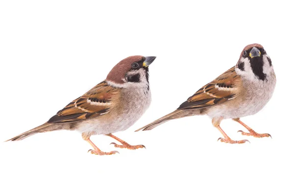 Dva vrabce — Stock fotografie