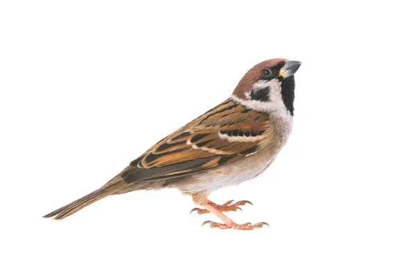 Sparrow — Stock Photo, Image