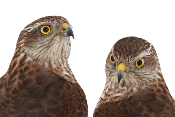 Två falcon — Stockfoto