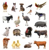 Картина, постер, плакат, фотообои "livestock", артикул 178980208