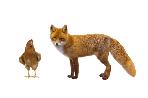 Tupp och fox — Stockfoto